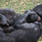 «Человекообразные хиппи» проявляли агрессию втрое чаще обычных шимпанзе