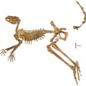 Вид слева сбоку полуцелого скелета голотипного экземпляра Protemnodon viator sp. nov