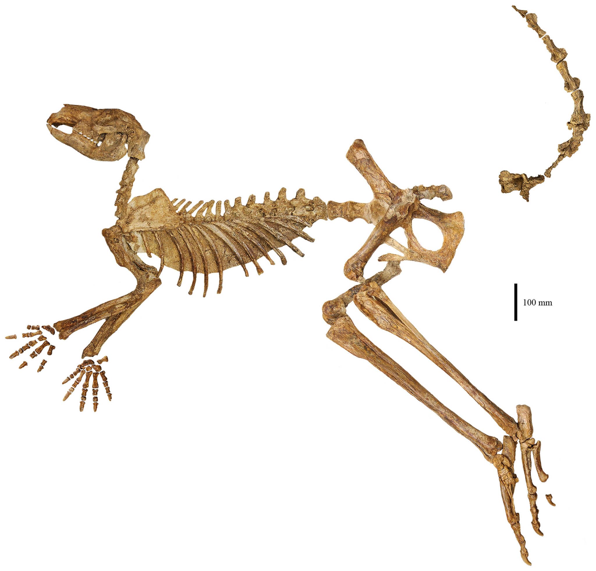 Вид слева сбоку полуцелого скелета голотипного экземпляра Protemnodon viator sp. nov