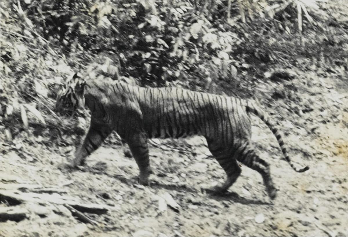 Яванский тигр в национальном парке Уджунг-Кулон / © wikipedia