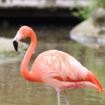 Подъем африканских озер из-за потепления назвали угрозой для розовых фламинго