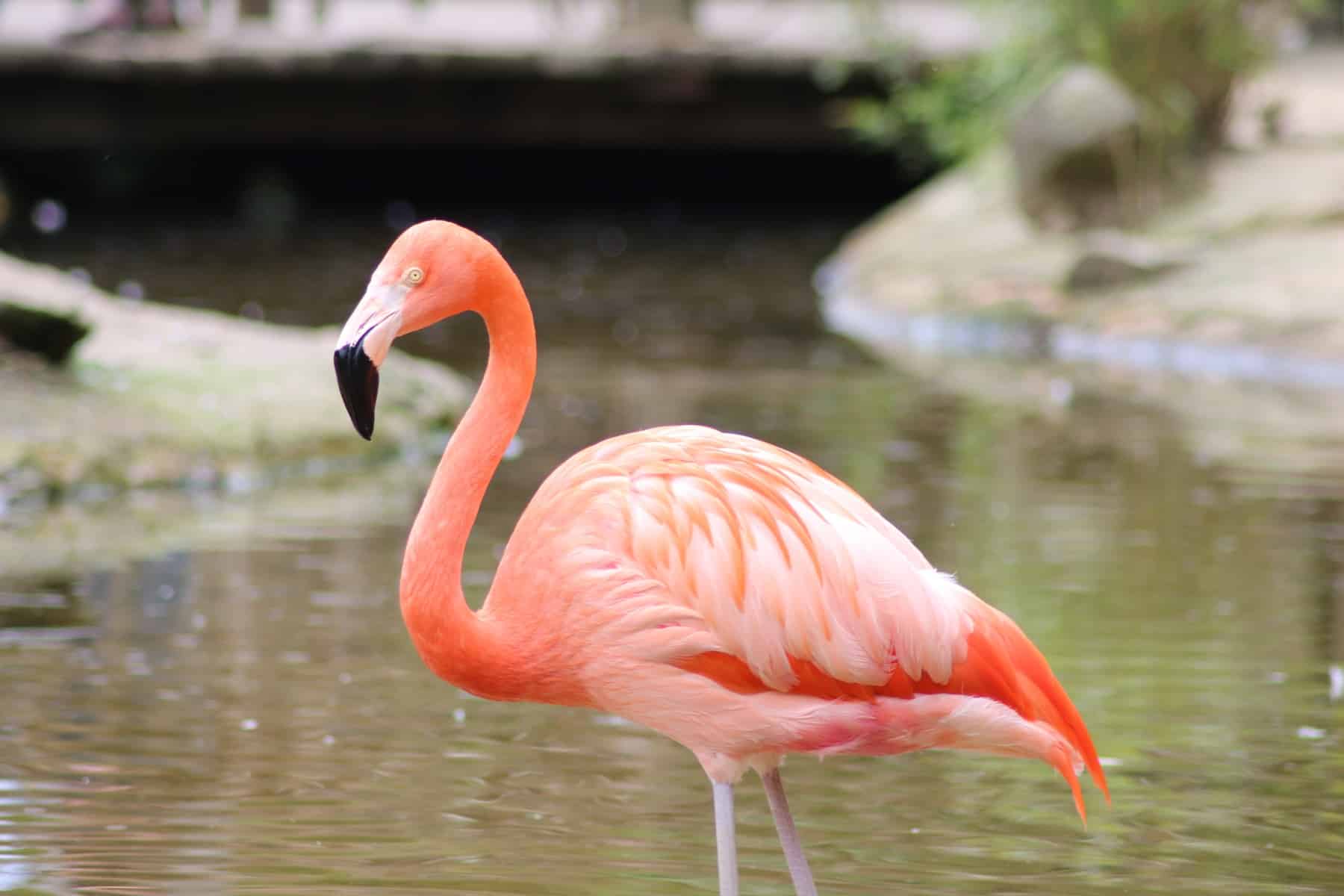 Малым фламинго перестало хватать пищи из-за подъема воды в содовых озерах