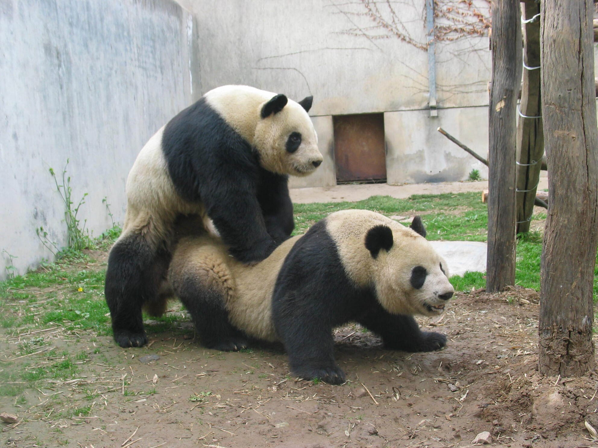 спаривание панд
