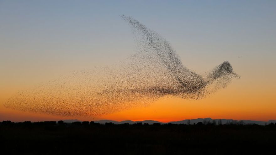  Стая скворцов собралась в форму огромной птицы / © Daniel Biber / lensculture