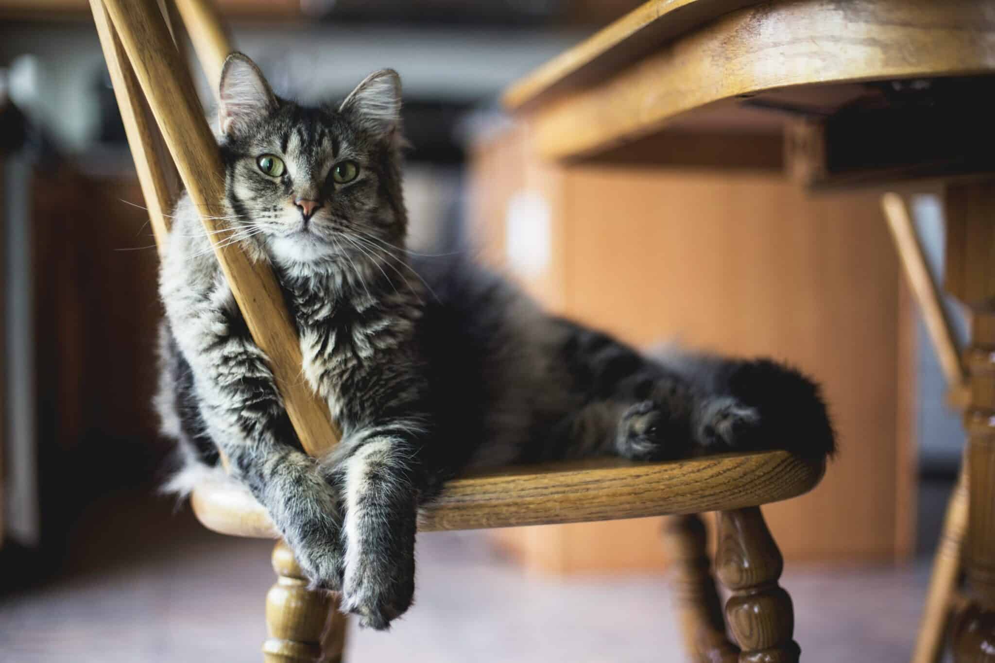 Кошка в доме