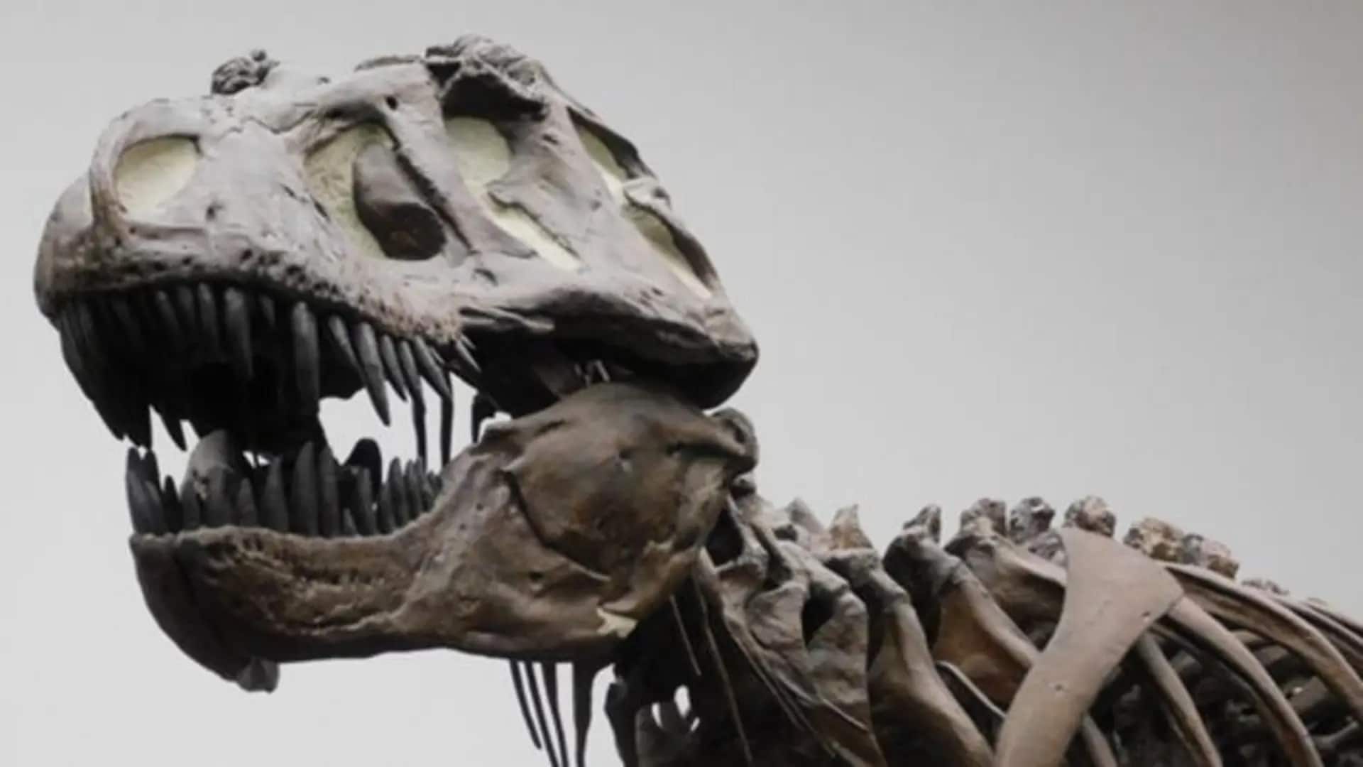 Скелет тираннозавра