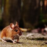 Генетики заменили мышам гениталии на дополнительную пару конечностей