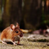 Конечности и наружные половые органы мышей происходят от общего зачатка