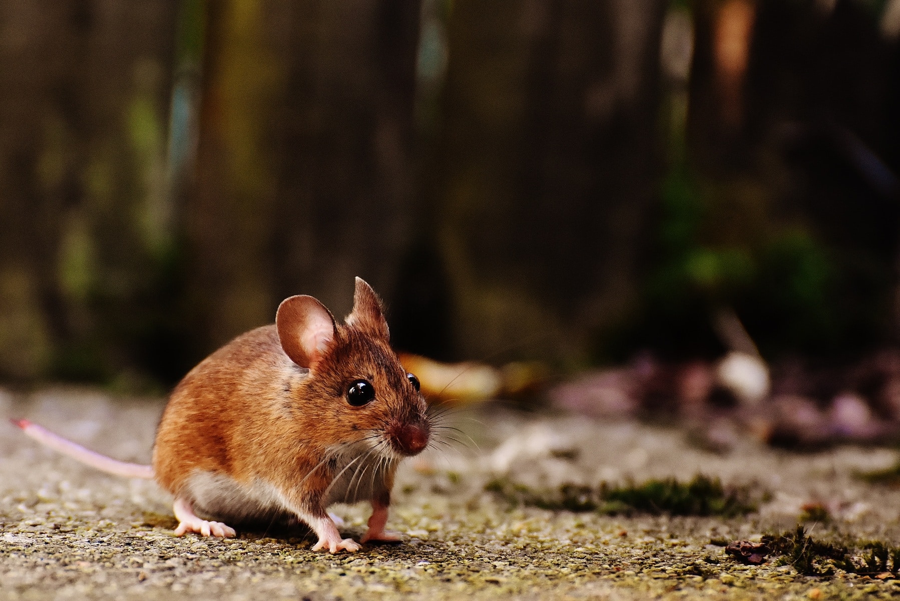 Конечности и наружные половые органы мышей происходят от общего зачатка