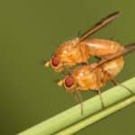 Грязный воздух изменил половые предпочтения насекомых