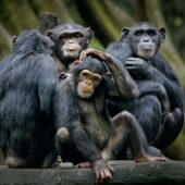 группа обезьян