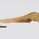 Палеонтологи описали неизвестного ископаемого дельфина с необычным способом питания