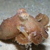 Осьминог Octopus berrima