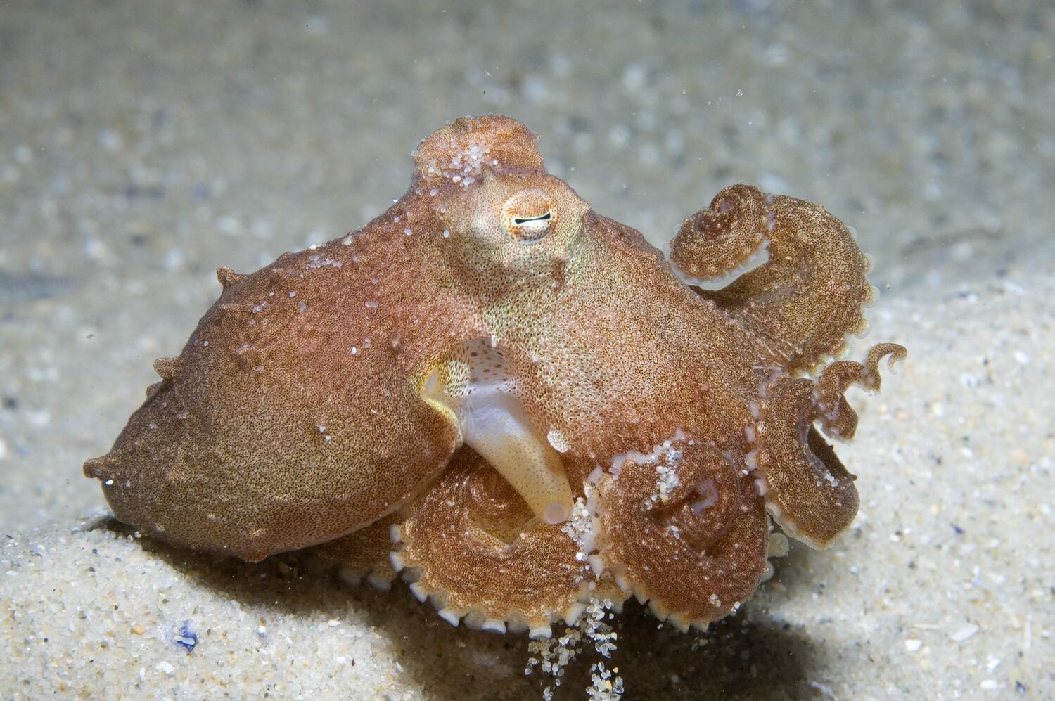 Осьминог Octopus berrima