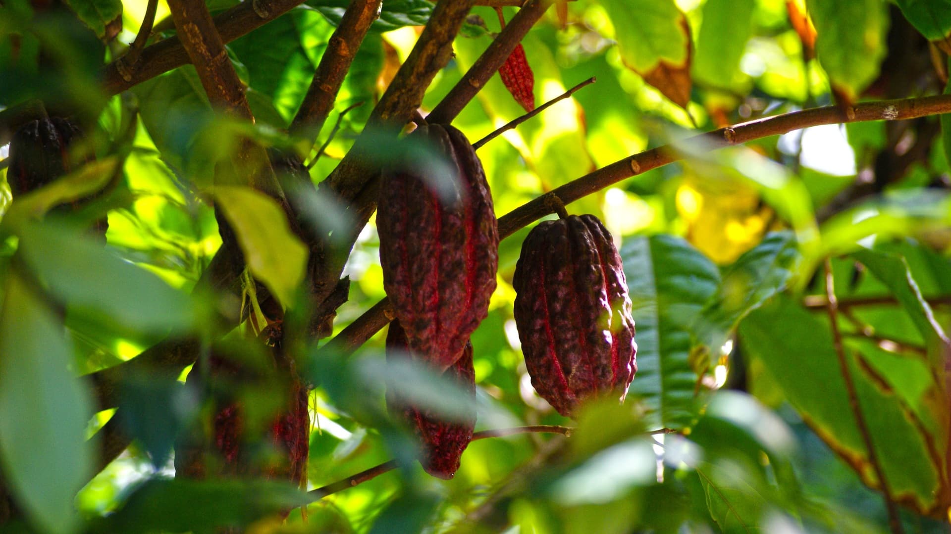 Поставки шоколада оказались под угрозой из-за вируса, который поражает деревья и семена какао