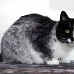 Генетики описали ранее неизвестный окрас кошек