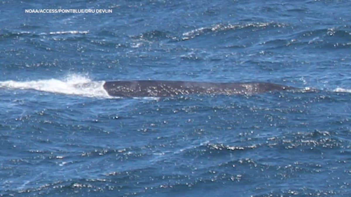 Японский гладкий кит / © NOAA / ACCESS / PointBlue / Dru Devlin / TNS / TNS
