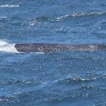 Экологи сфотографировали одного из самых редких китов в мире