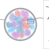Слева — нейрон, в центре — его ядро, справа — репрессивные контакты ДНК / Илья Плетенев / Сколтех