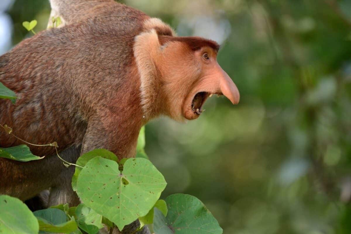 Ревущий самец обезьяны-носача / © Shutterstock, Serguei Koultchitskii 