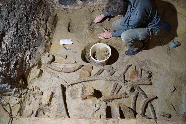 Кости мамонтов, обнаруженные в австрийском погребе / © OeAW-OeAI / H. Parow-Souchon