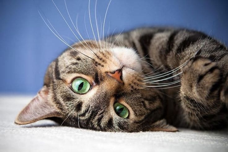 Американская короткошерстная кошка / © Pinterest