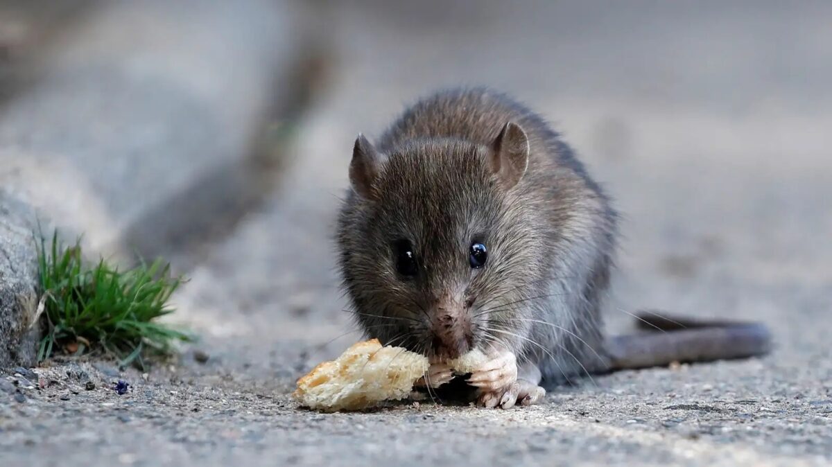 Носитель крысиного гепатита (Rocahepevirus ratti) / © Reuters / Christian Hartmann