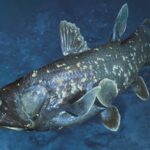 Плавники, жабры и хвост: эволюция рыб