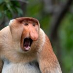 Австралийские ученые выяснили, почему у обезьян-носачей такие большие носы
