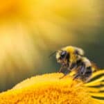 Здоровье в улье: ученые Пермского Политеха рассказали, чем грозит исчезновение пчел