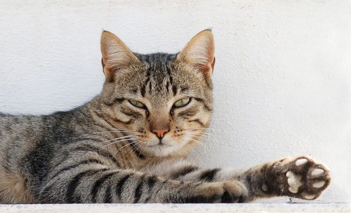 Биологи определили, какие породы кошек живут дольше других