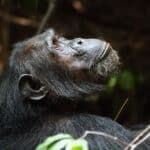 Стареющие самцы шимпанзе объединились в союзы, чтобы продолжать спариваться
