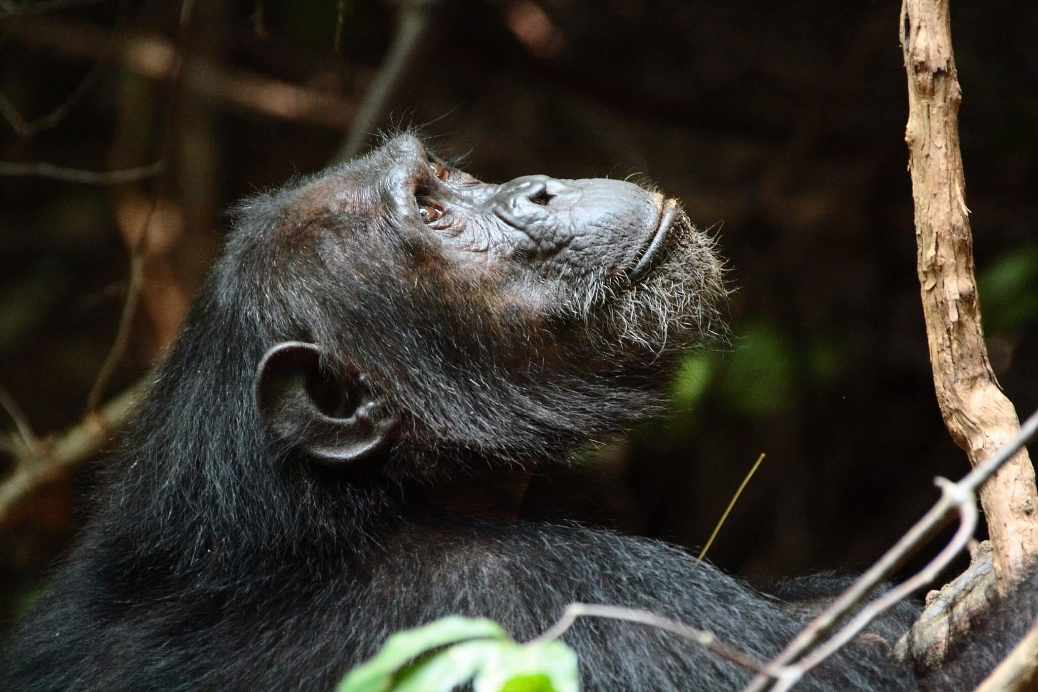 Несмотря на высокую конкуренцию и контактную агрессию, которые должны выматывать старых самцов и лишать их доступа к самкам — старые шимпанзе все равно успешно приносят потомство