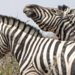 Биологи выяснили, зачем зебры покачивают головой