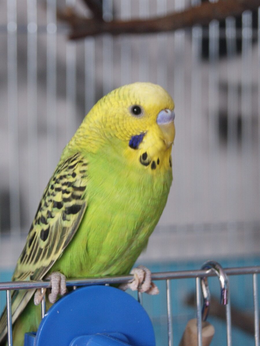 Сүт бездерінің жеке фотосуреттерінің жинағы Жетілген аналардың жыныстық қатынасы