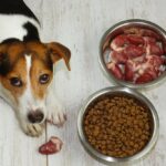 Ветеринары сравнили воздействие сухого корма и сырого мяса на собак