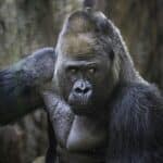 Гены, ответственные за уменьшение пенисов горилл, обвинили в мужском бесплодии