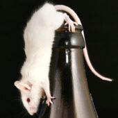 мышь на бутылке