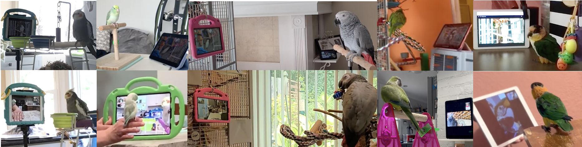 Домашние попугаи отличили созвон от видео с другой птицей