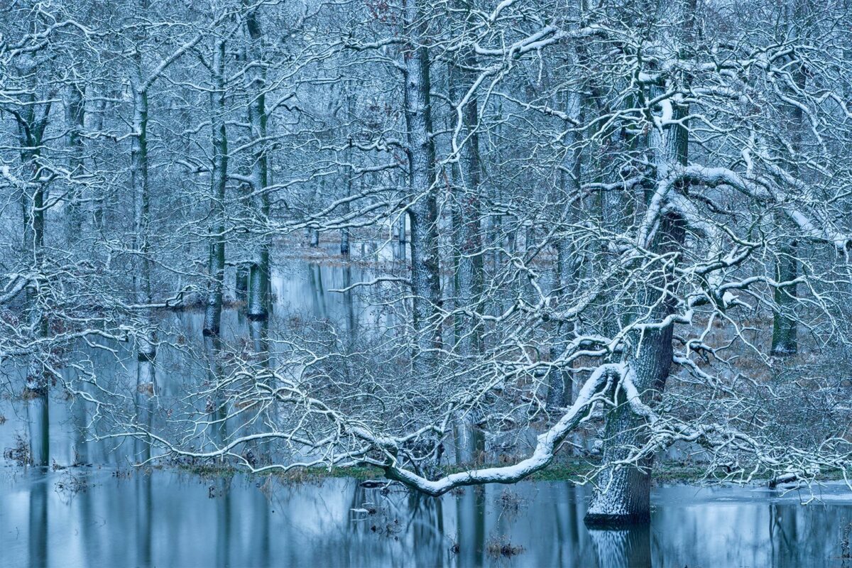 «Наводнение в зимнем лесу» / © Dieter Damschen