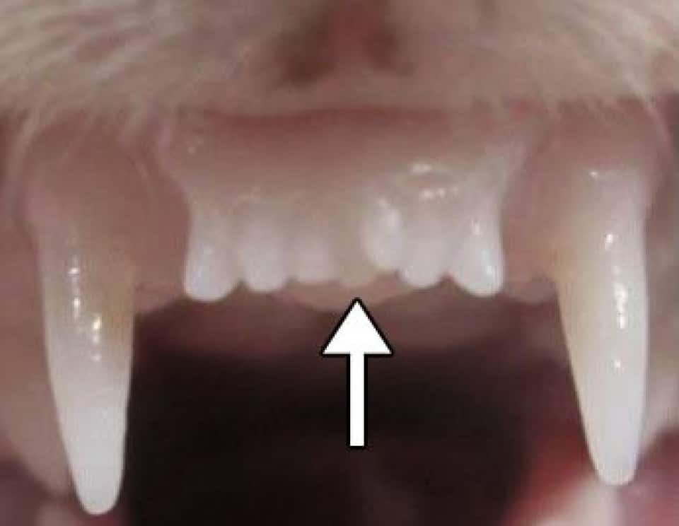 Передние зубы хорька, которому давали лекарство. Сначала у животного было шесть зубов, но вырос седьмой, изображенный в центре / © Mainichi