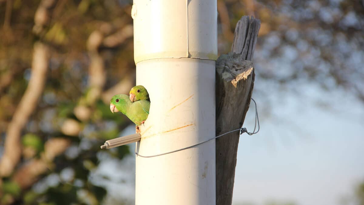 Самец и самка воробьиных попугайчиков