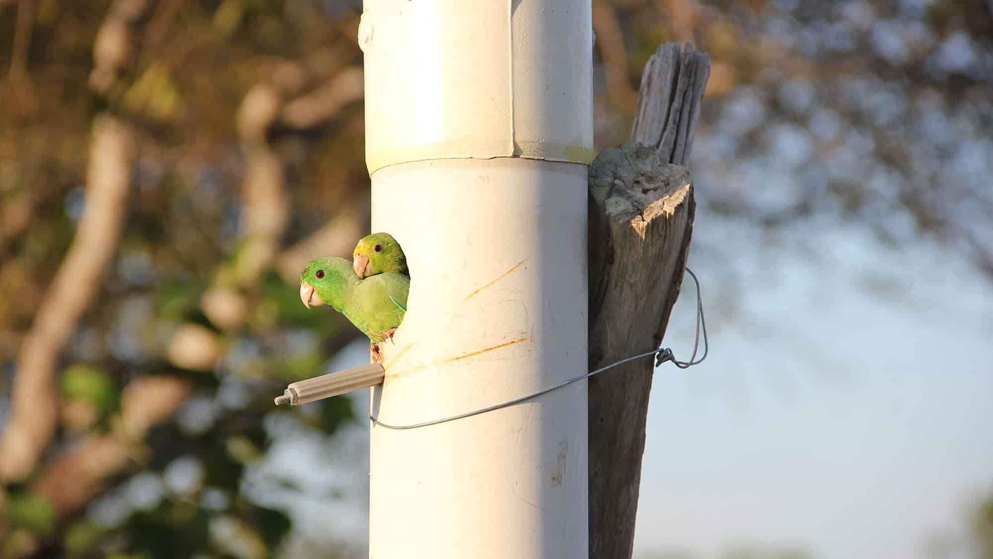 Самец и самка воробьиных попугайчиков