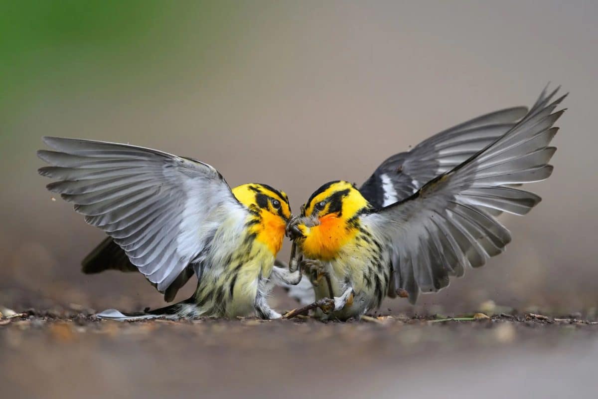 Обладатель главного приза: еловый лесной певун (Blackburnian warbler), государственный парк «Земля обетованная», Пенсильвания, США / © Mathew Malwitz