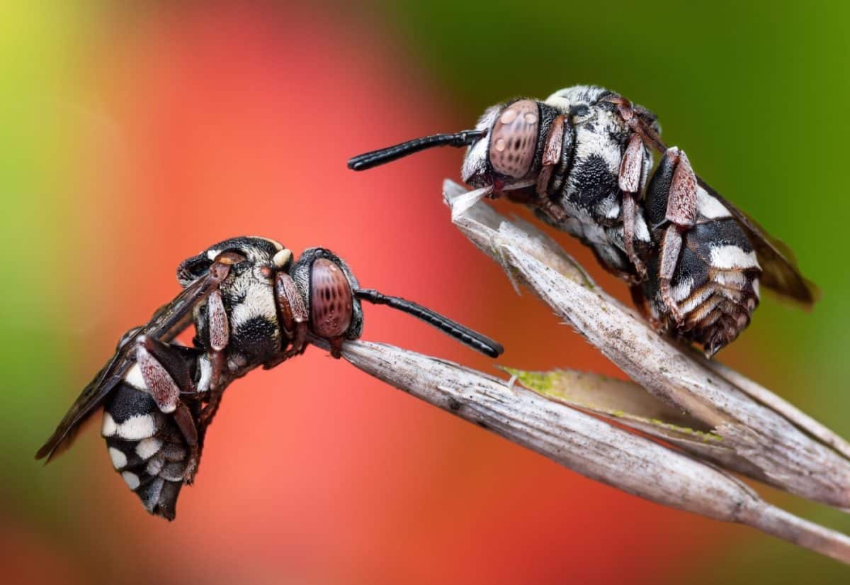 Снимок абсолютного победителя: две пчелы-кукушки, отдыхающие на травинке / © Luke Chambers