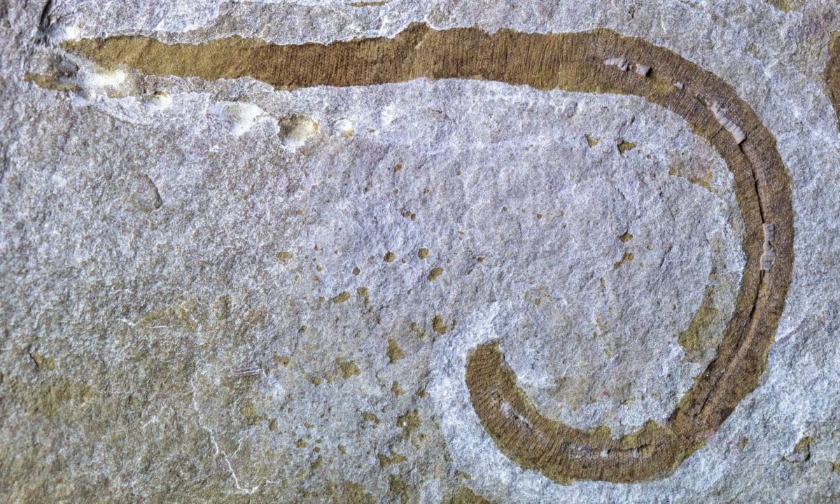доисторический червь