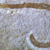 доисторический червь