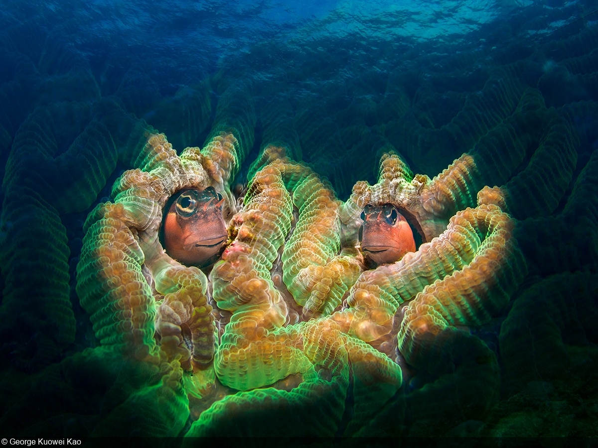 Второе место в категории «Большие и малые подводные существа» / ©  George Kuowei Kao
