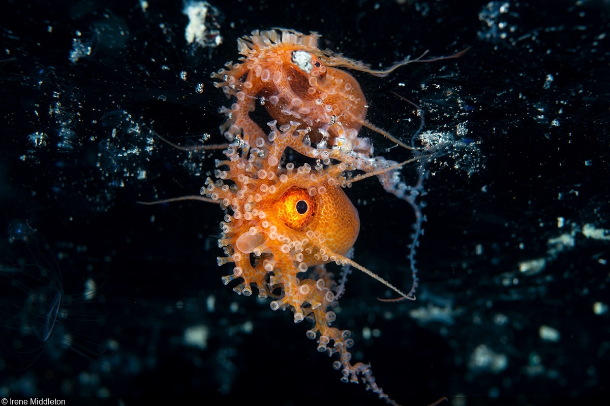Третье место в категории «Большие и малые подводные существа» / © Irene Middleton