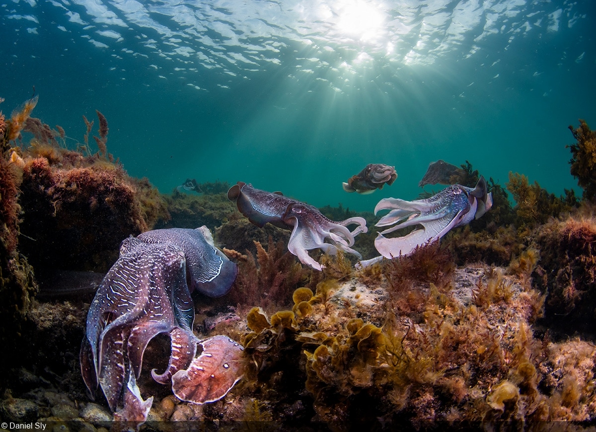Второе место в категории «Подводные морские пейзажи» / © Daniel Sly 